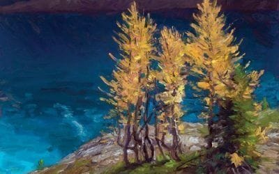 Aureate Larches Of Macarthur