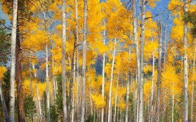 Autumn Comes to Hart’s Prairie